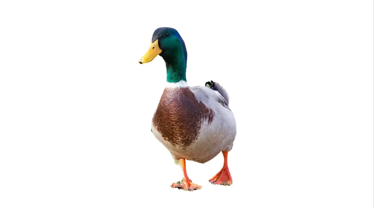 duck with a white background