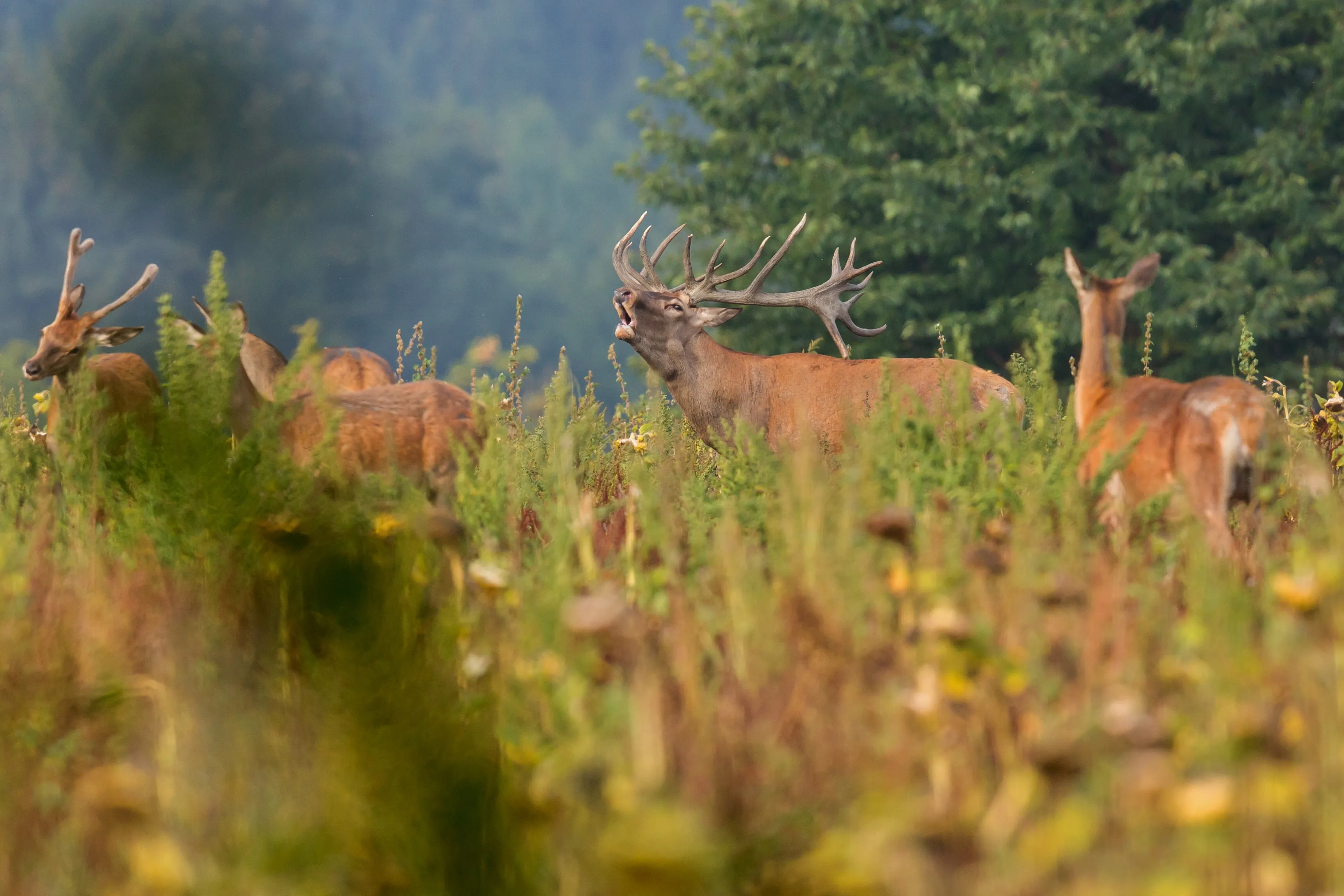 Foreground of wildflowers in soft focus with a sharp image of a majestic red deer roaring, surrounded by hinds in a natural habitat, demonstrating shallow depth of field and emphasizing the need for techniques on how to make photos not blurry.